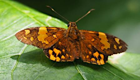 Kiota Butterfly Xxx Brown Orange P3091535