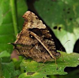 Kiota Butterfly Banded Evening Brown P3091538