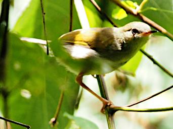 Kiota Bird Xxx Yellow White P3091540