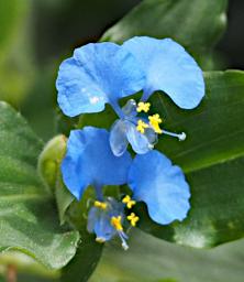 Kiota Flower Tropical Spiderwort Commelina Benghalensis P3091544