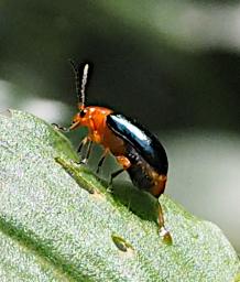 Kiota Bug Xxx Orange Black Egg Laying P3091545