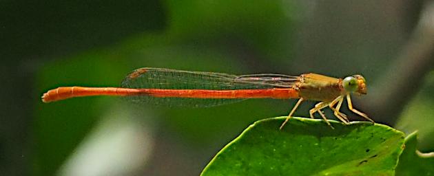 Kiota Damselfly Common Citril P3091546