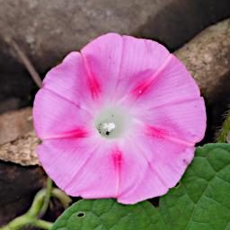 Kiota Flower Xxx Pink P3091553