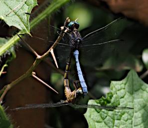 Kiota Dragonfly Skimmer Mating P3091555