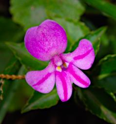 Arusha NP Flower Impatiens