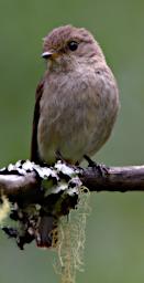 Arusha NP Bird African Grey Flycatcher