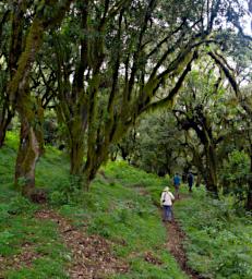 Arusha NP Mt Meru Forest Dona Sid Douglas