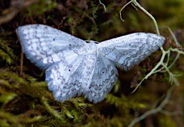 Arusha NP Butterfly Xxx White