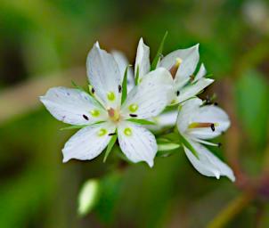 Arusha NP Flower Xxx White