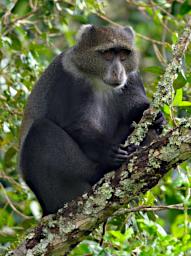 Arusha NP Sykes Blue Monkey