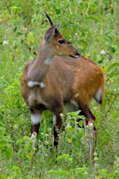 Arusha NP Bushbuck