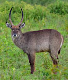 Arusha NP Waterbuck