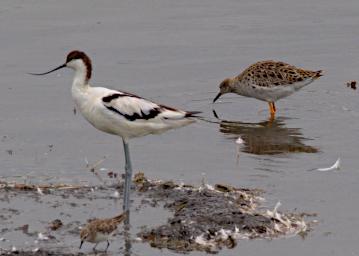 Arusha NP Bird Pied Avocet Ruff