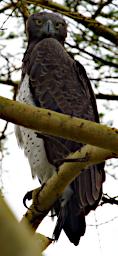 Arusha NP Bird Martial Eagle