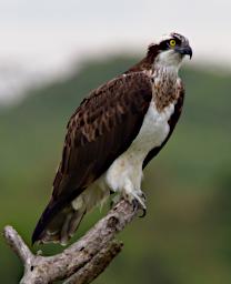 Arusha NP Bird Osprey