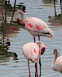 Arusha NP Bird Lesser Flamingo