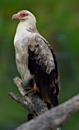 Arusha NP Bird Palm Nut Vulture