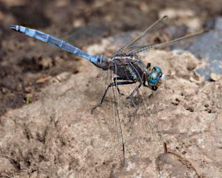 Kiota Dragonfly Skimmer P3051050