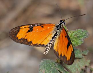 Kiota Butterfly Acraea P3051061
