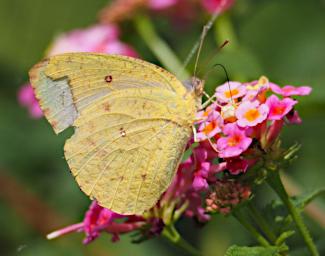 Kiota Butterfly Grass Yellow Flower Lantana P3051063