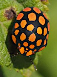 Kiota Bug Hemiptera P3051070