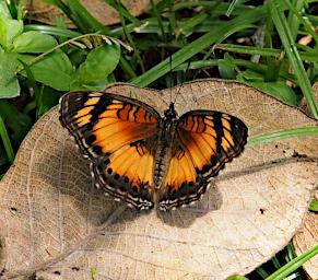 Kiota Butterfly Xxx Acraea Xxx Pseudacraea P3051097