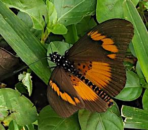 Kiota Butterfly Xxx Orange Brown P3051106