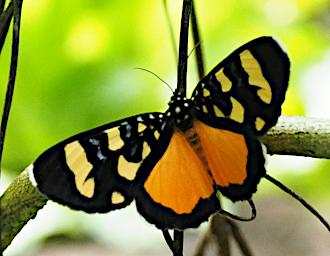 Kiota Butterfly Xxx Orange Black Yellow Blue P3051112