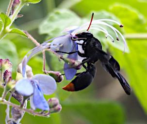 Kiota Flower Xxx Blue Wasp P3051115