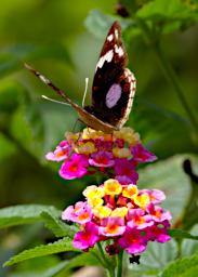 Kiota Butterfly Blue Pansy