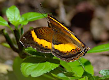 Kiota Butterfly Soldier Commodore