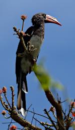 Kiota Bird Crowned Hornbill
