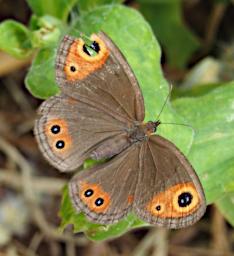 Mambo View Pt Butterfly Xxx Ringlet