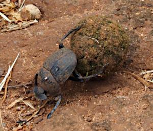 Mambo View Pt Dung Beetle