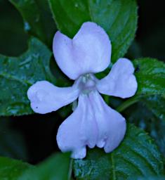 Mambo View Pt Flower Xxx Blue