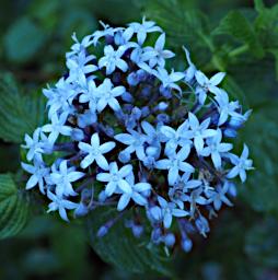 Mambo View Pt Flower Xxx Blue White