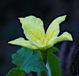 Mambo View Pt Flower Xxx Yellow