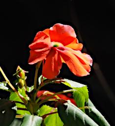 Mambo View Pt Flower Xxx Red