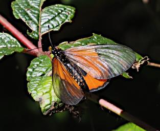 Mambo View Pt Butterfly Xxx Transent Orange