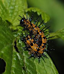 Mambo View Pt Caterpillar Xxx Orange Black