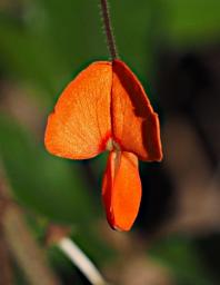 Mambo View Pt Flower Xxx Orange