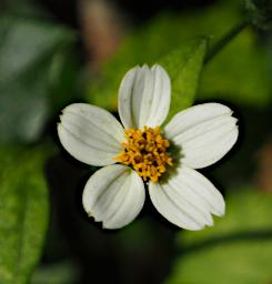 Mambo View Pt Flower Xxx White