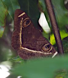 Mambo View Pt Butterfly Xxx Owl