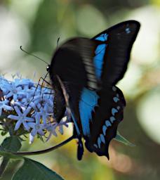 Mambo View Pt Butterfly Narrow Blue Banded Swallowtail