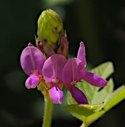 Mambo View Pt Flower Xxx Pink