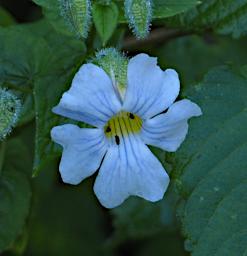 Mambo View Pt Flower Xxx White