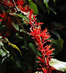 Mambo View Pt Flower Xxx Red