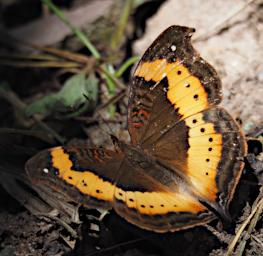 Mambo View Pt Butterfly Xxx Orange Brown