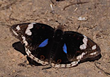 Mambo View Pt Butterfly Xxx Blue Brown White