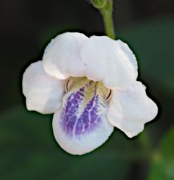 Mambo View Pt Flower Xxx White